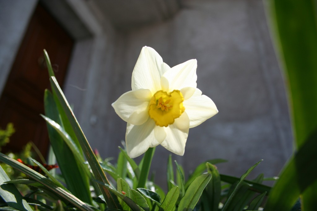 Fiori sul mare-Isola Capo Rizzuto (Crotone)